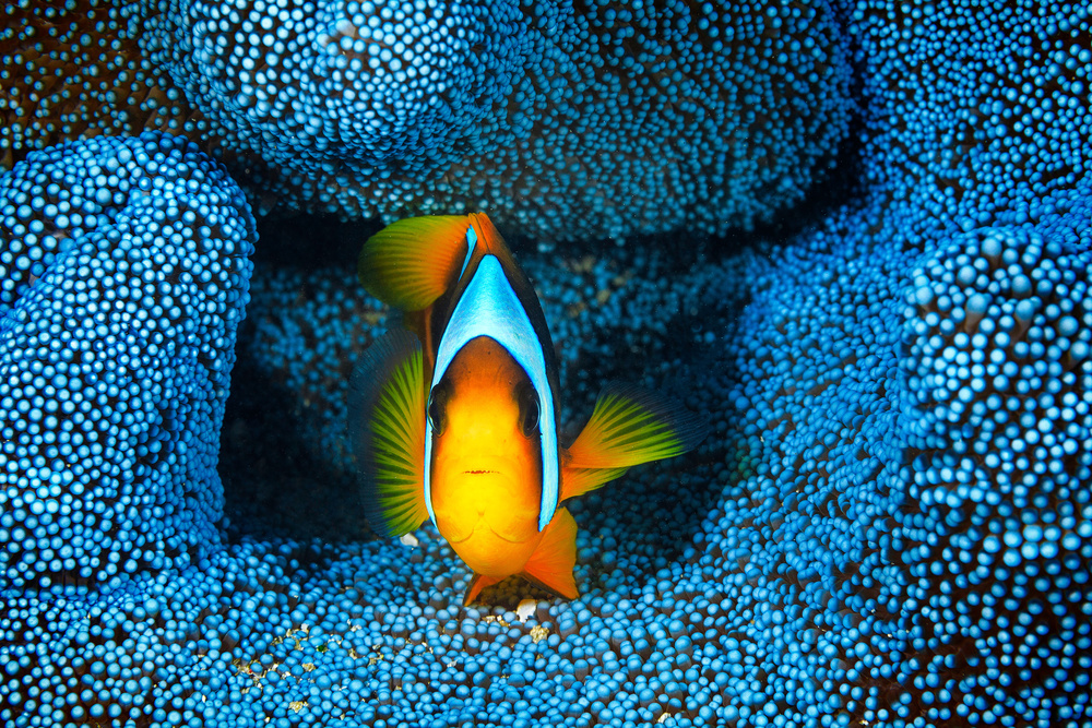 Clownfish in blue anémon à Barathieu Gabriel