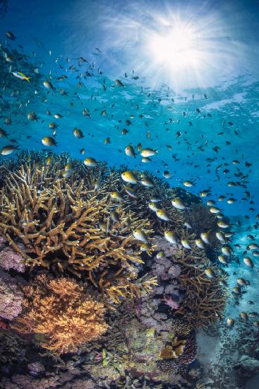 The damselfish against the light