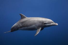 Dolphin