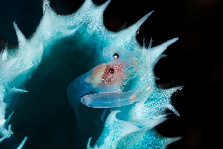 Shrimp in a blue sponge