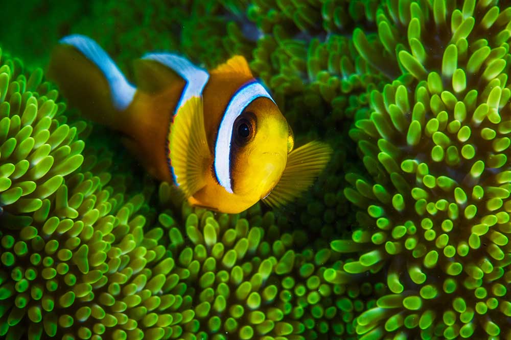 Yellow clownfish on green anemon à Barathieu Gabriel