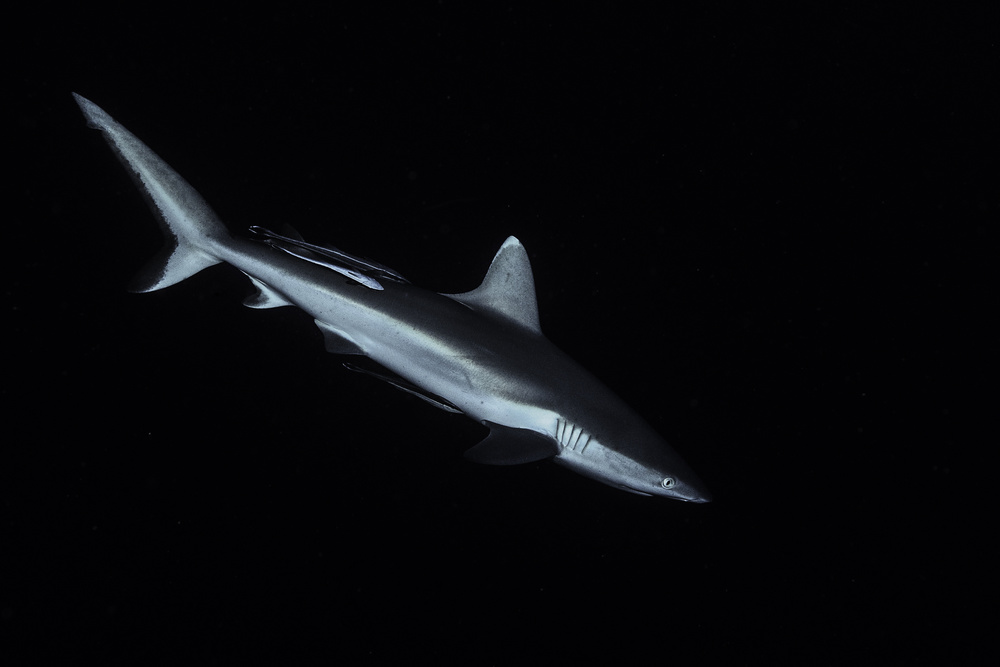 Gray reef shark à Barathieu Gabriel
