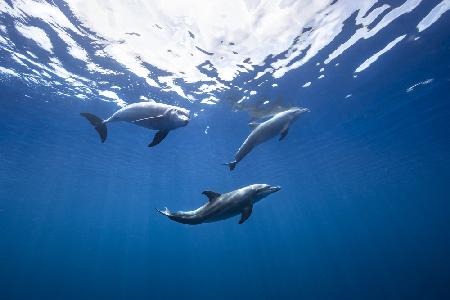 Bottlenose dolphin from Indian océan