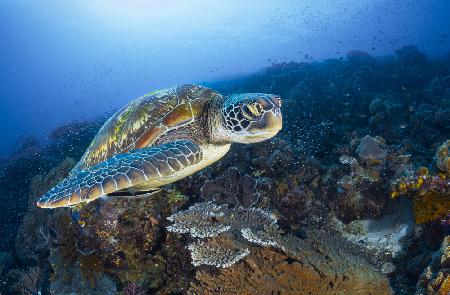 Green sea turtle from Raja Ampat