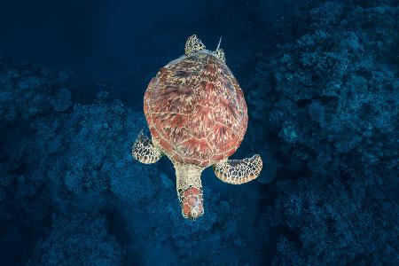 Green turtle on blue water
