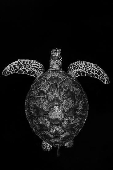 Green turtle on black and white