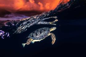 Green turtle and sunset - Sea Turtle