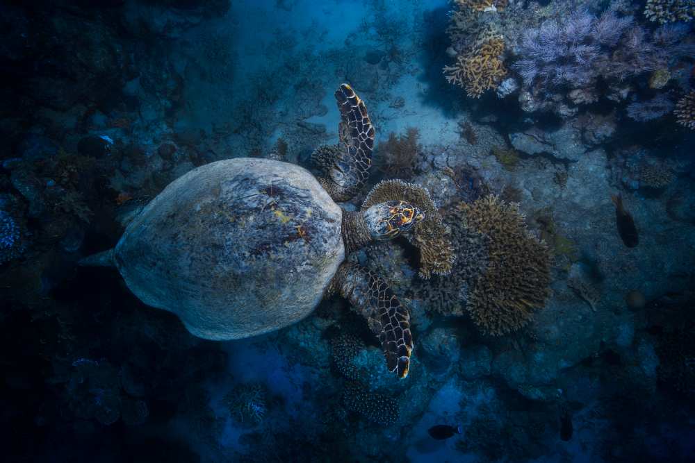 Hawksbill sea turtle à Barathieu Gabriel