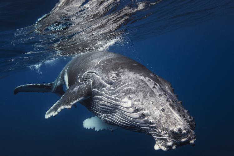 Humpback Whale à Barathieu Gabriel