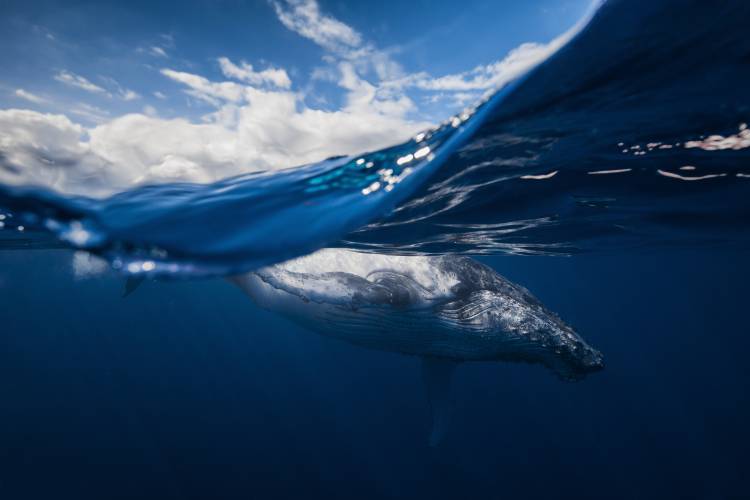 Humpback whale and the sky à Barathieu Gabriel