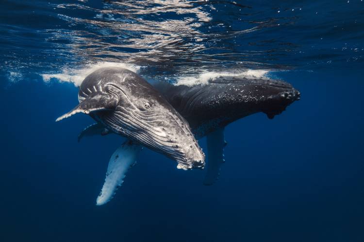 Humpback Whale family! à Barathieu Gabriel