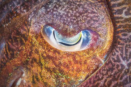 Focus on cuttlefish