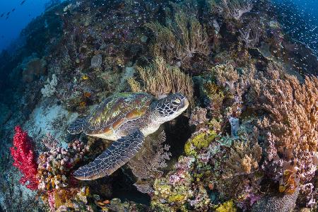 Coral garden and green turtle