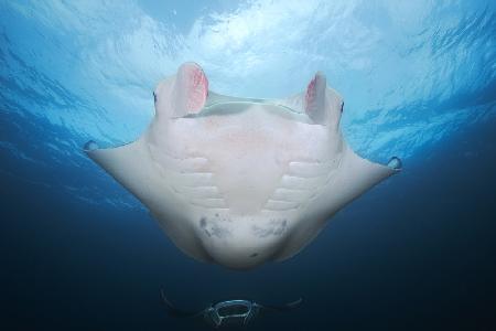 Manta mother