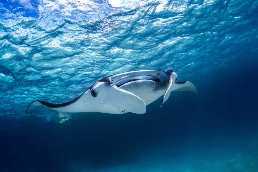 Manta ray à Barathieu Gabriel