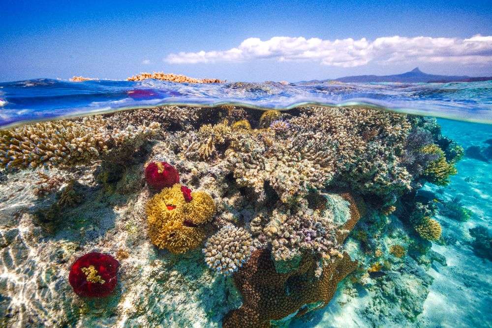 Mayotte : The Reef à Barathieu Gabriel
