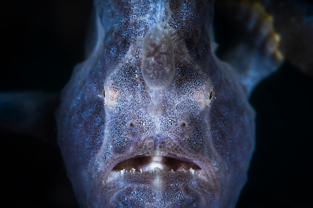 Close up : Frogfish à Barathieu Gabriel