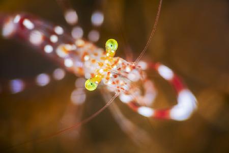 Close up : Anton Bruun cleaner shrimp