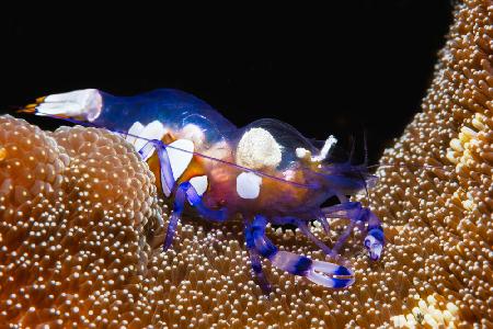 Peacock-tail anemone shrimp