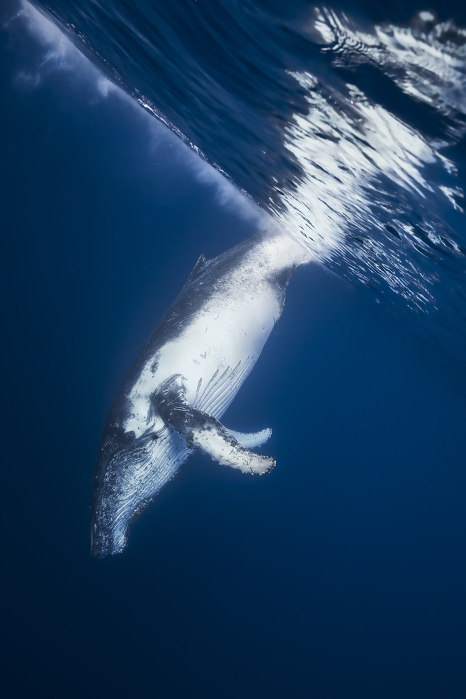 Reversing: Humpback Whale à Barathieu Gabriel