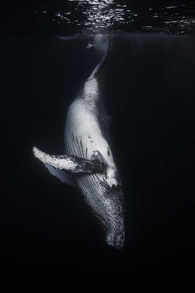 Black Whale à Barathieu Gabriel