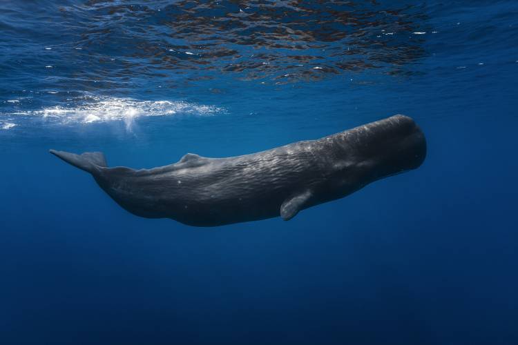 Sperm whale à Barathieu Gabriel