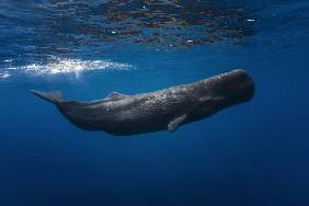 Sperm whale