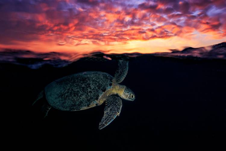 Sunset turtle à Barathieu Gabriel