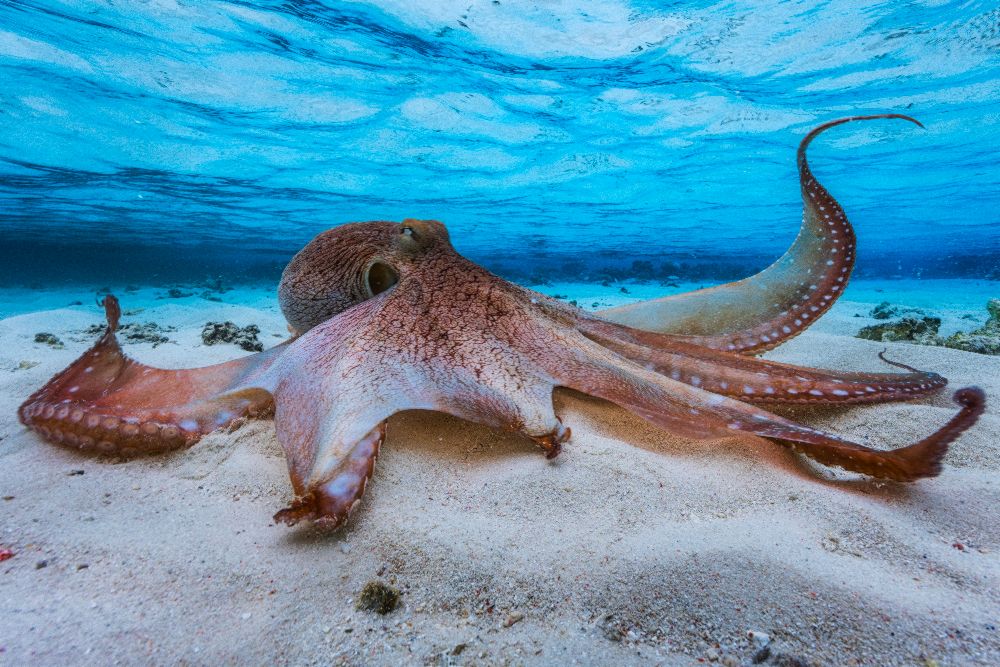 Octopus à Barathieu Gabriel