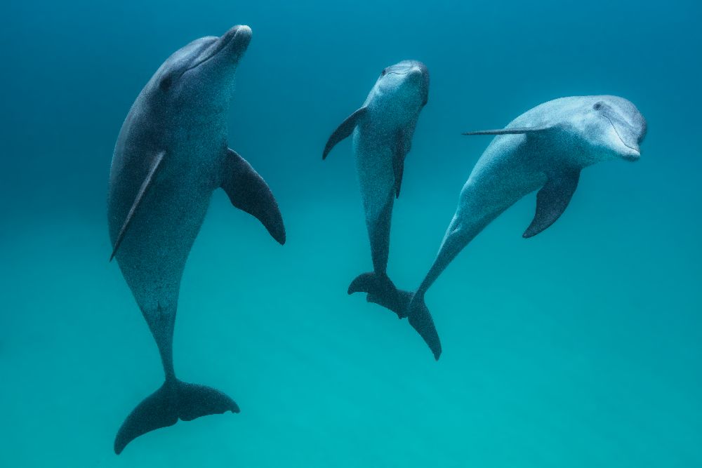 Bottlenose dolphins à Barathieu Gabriel