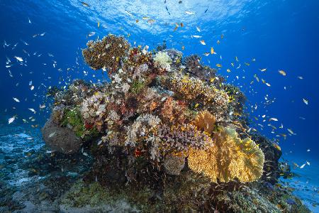 Underwater biodiversity