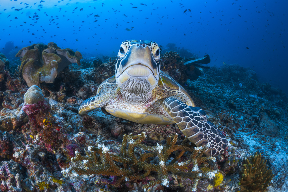 Face to face with a green turtle à Barathieu Gabriel