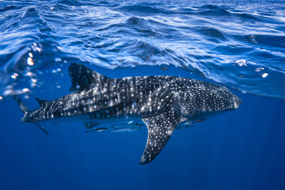 Whale shark : The biggest fish of the world à Barathieu Gabriel