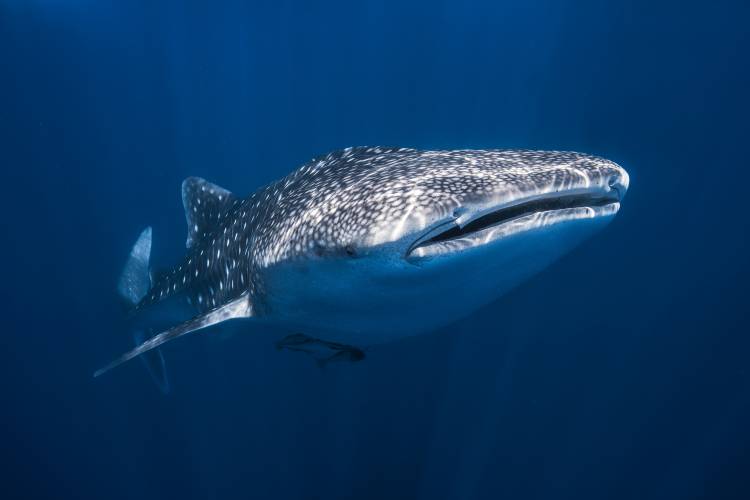 Whale Shark à Barathieu Gabriel
