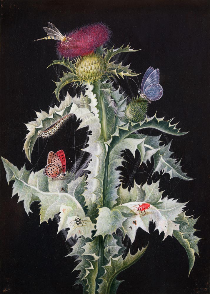 A Study of a Thistle with Insects à Barbara Regina Dietzsch