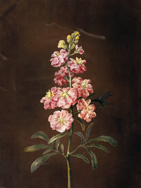 Eine rosa Garten-Levkkoje. à Barbara Regina Dietzsch
