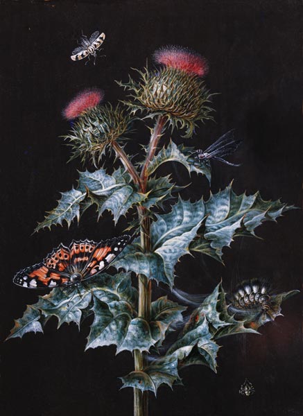 A Study of a Thistle with Insects (gouache) à Barbara Regina Dietzsch