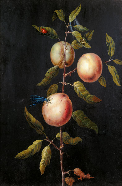 Branch of a Pear Tree à Barbara Regina Dietzsch