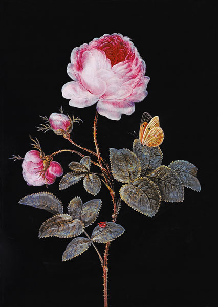 La rose au cent feuilles à Barbara Regina Dietzsch