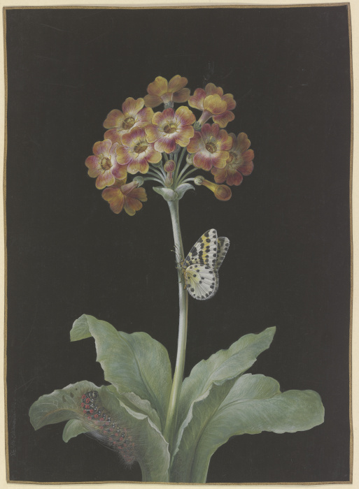 Orangerote Aurikel (Primula auricula) mit Stachelbeer-Harlekin und sich einspinnender Raupe à Barbara Regina Dietzsch