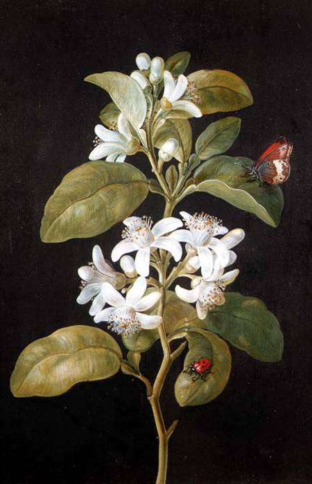 Pear Blossom à Barbara Regina Dietzsch