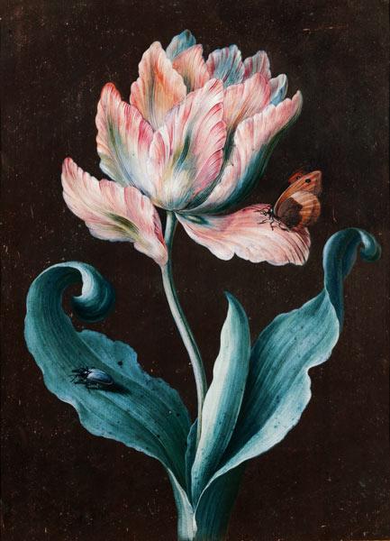 Parrot Tulip with Butterfly and Beetle (gouache)