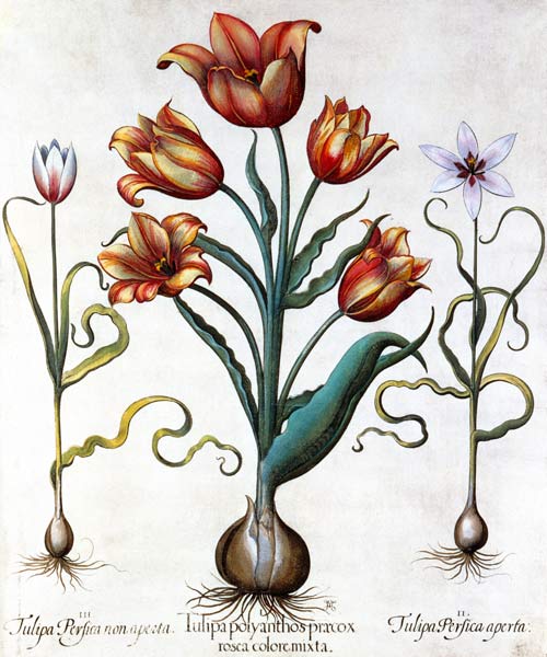 Tulipa Perfica non aperta, Tulipa Polyanthos Pracox à Basilius Besler