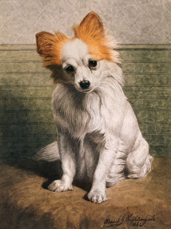 Toy Dog, 1884 (w/c)  à Basil J. Nightingale