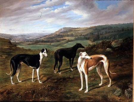 Greyhounds à Benjamin Cam Norton