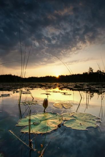 Water lily bud