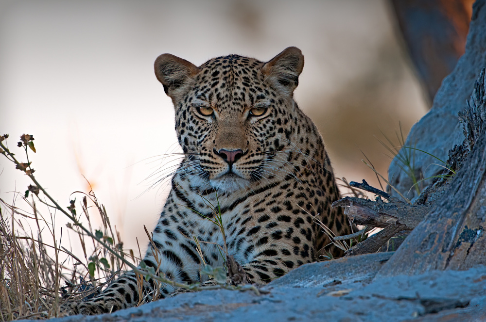 Leopard, Okavango Delta à Benton Murphy