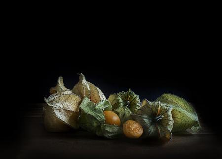 Physalis