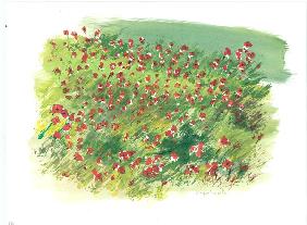 Les Coquelicots