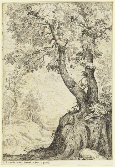 Tree section à Bernardo Zilotti